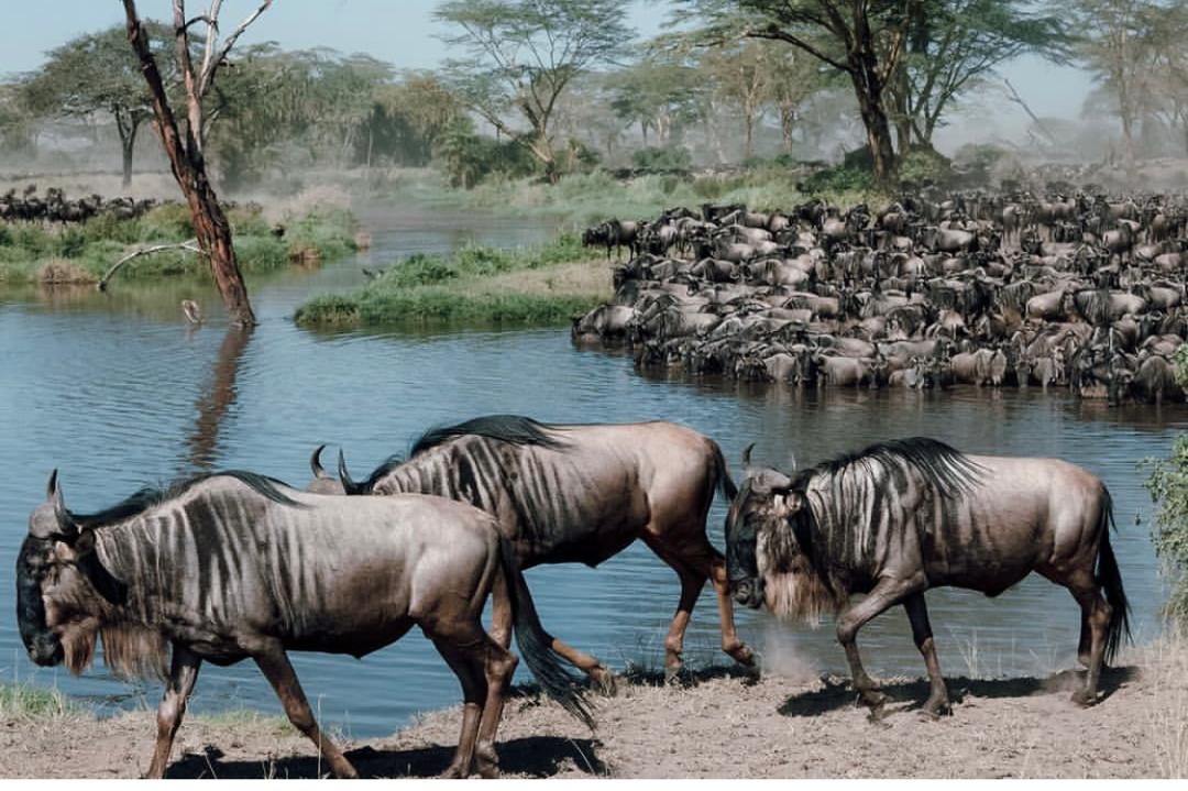 The Great Migration crossing the Serengeti